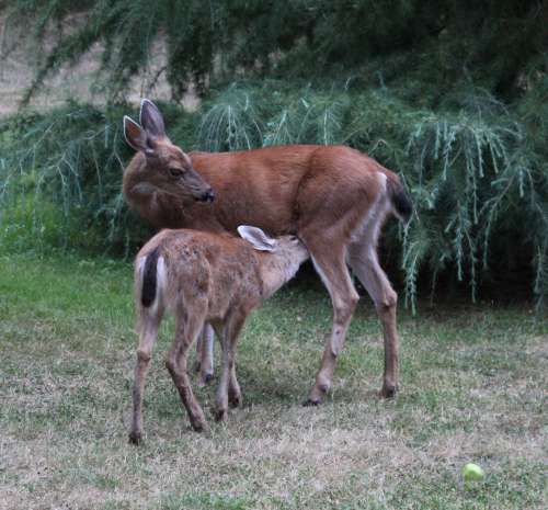 Fawn Nursing